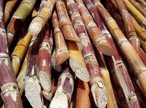 Canne à Sucre