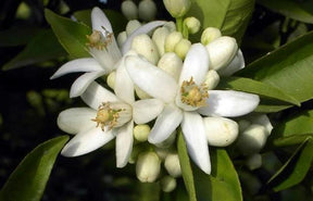 Fleur d'oranger