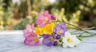 Freesia