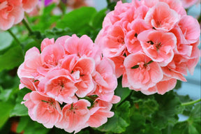 Géranium