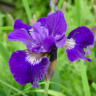 Iris