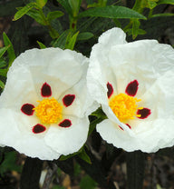 Labdanum