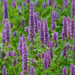 Patchouli indonésien