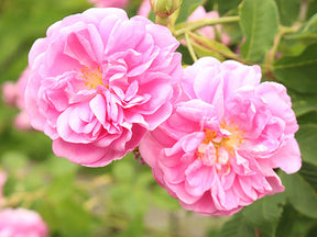Rose de Turquie