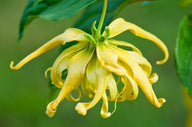 Ylang Ylang