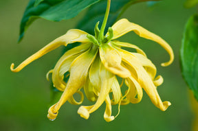 Ylang Ylang