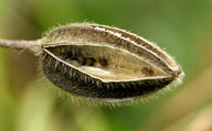 Ambrette