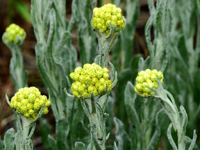 Immortelle