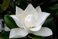 Magnolia