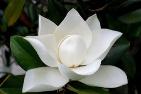 Magnolia