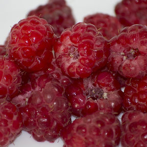 Baies rouges