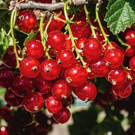 Groseille rouge