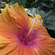 Hibiscus