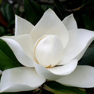 Mahonial