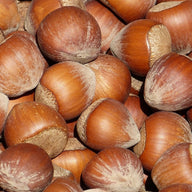 Noisette