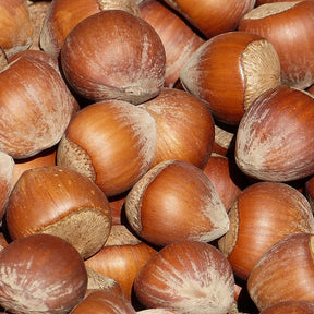 Noisette