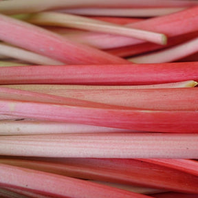 Rhubarbe