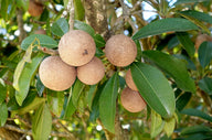 Sapotille