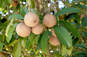 Sapotille